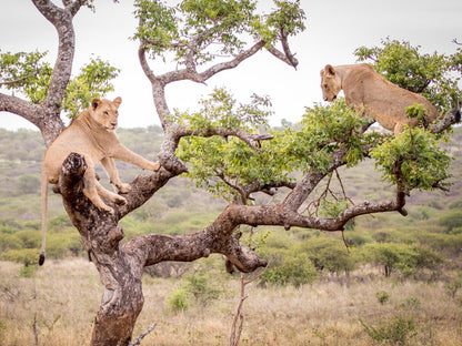 Rhino Sands Safari Camp, Lion, Mammal, Animal, Big Cat, Predator