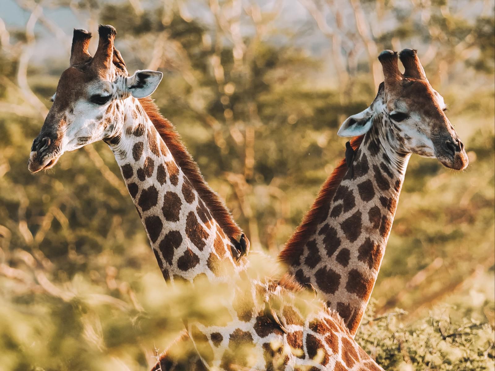 Rhino Sands Safari Camp, Giraffe, Mammal, Animal, Herbivore