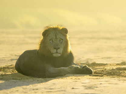 Rhino Sands Safari Camp, Sepia Tones, Lion, Mammal, Animal, Big Cat, Predator