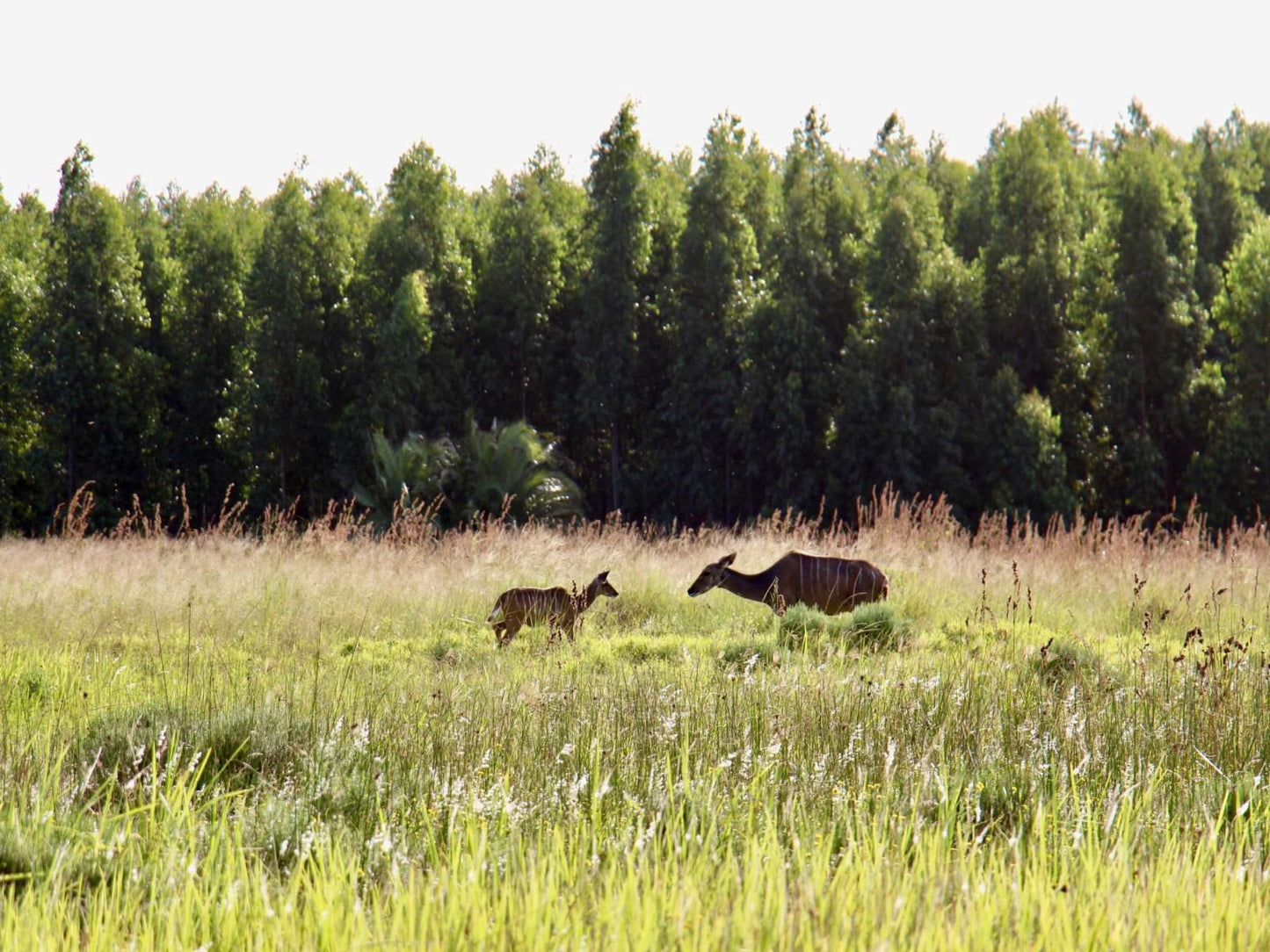 Rhino Coast Guesthouse Bed And Breakfast St Lucia Kwazulu Natal South Africa Lowland, Nature