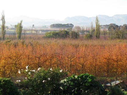 Rhodene Farm Cottages Prince Alfred Hamlet Western Cape South Africa Field, Nature, Agriculture, Plant