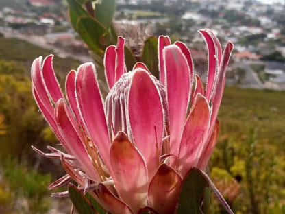 Ridge House Hermanus Western Cape South Africa Cactus, Plant, Nature