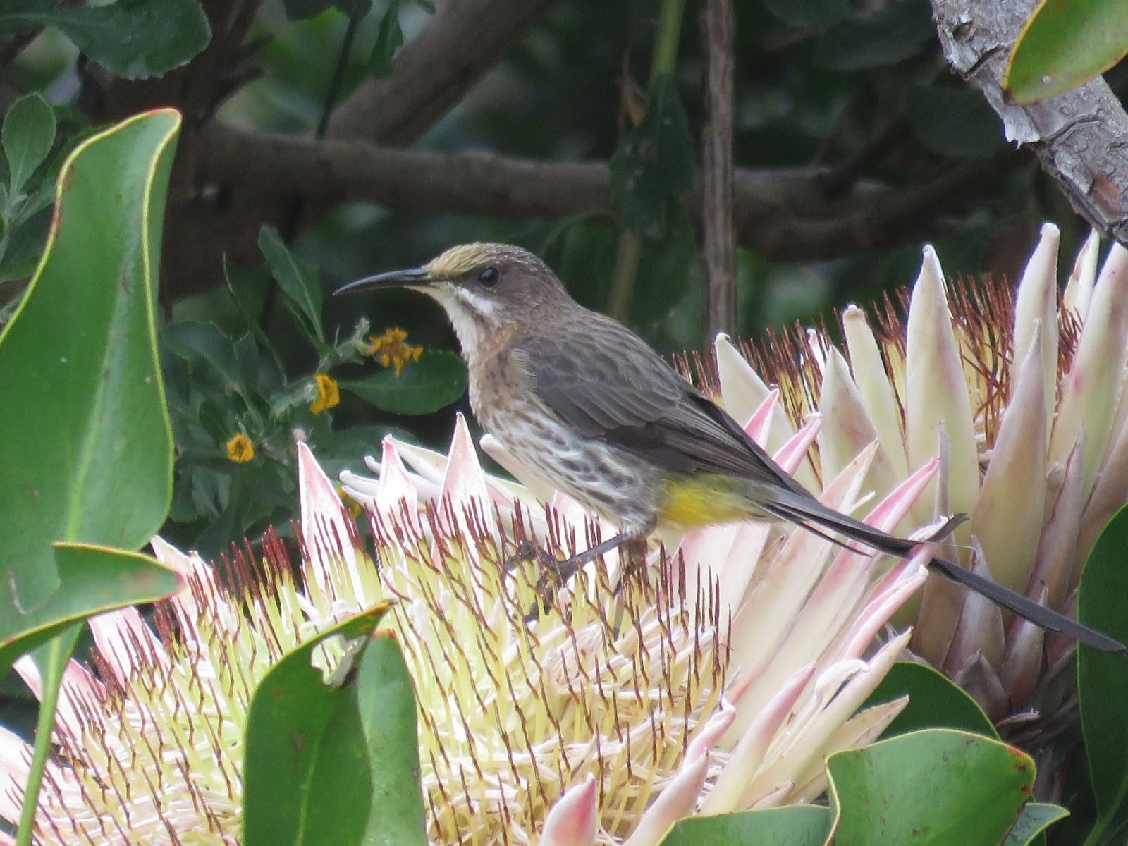 Ridge House Hermanus Western Cape South Africa Bird, Animal