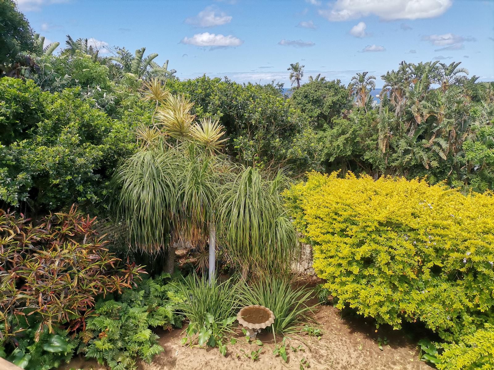 Ridgeview Holiday Accommodation Umzumbe Hibberdene Kwazulu Natal South Africa Complementary Colors, Palm Tree, Plant, Nature, Wood, Garden