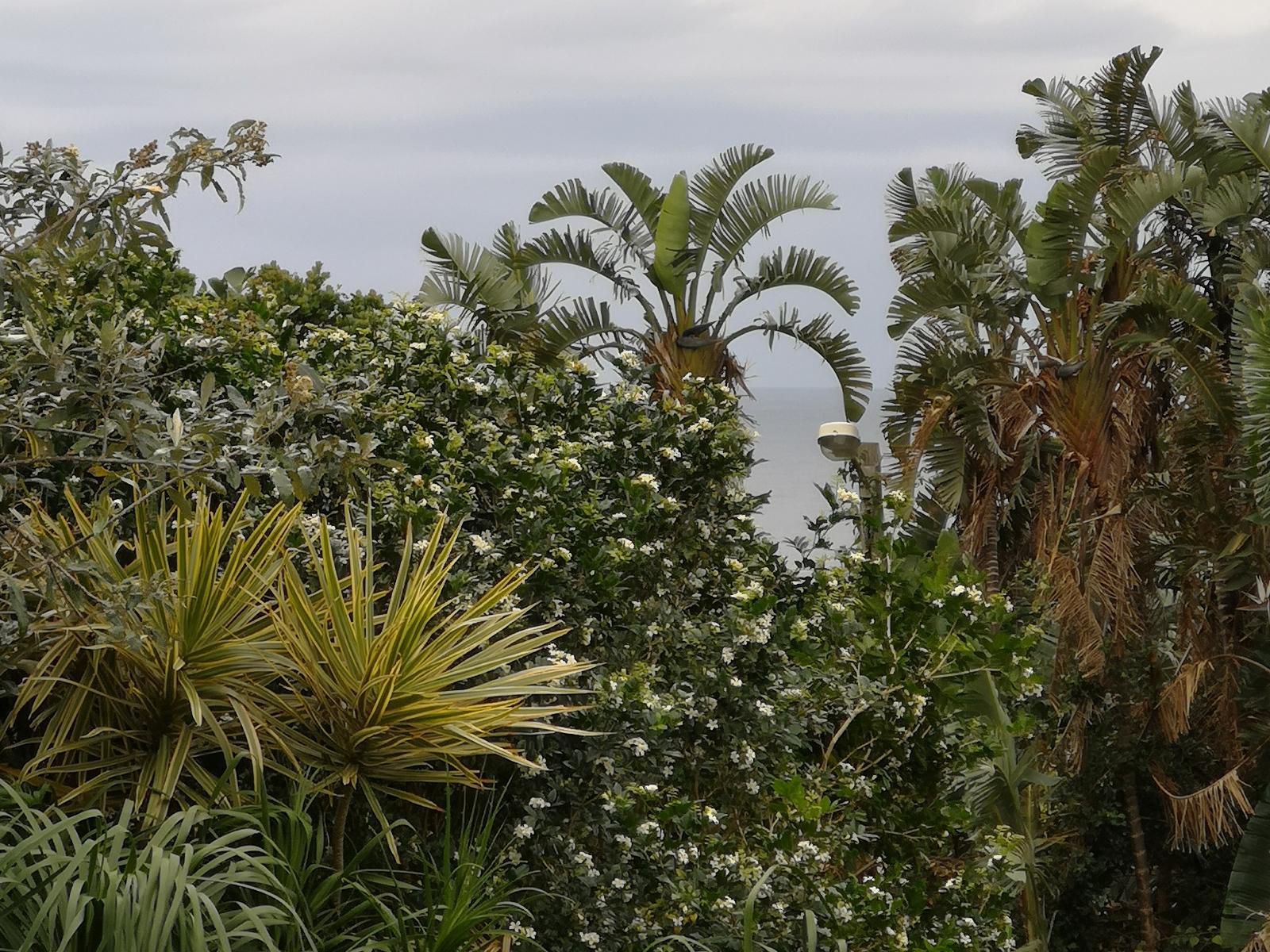 Ridgeview Holiday Accommodation Umzumbe Hibberdene Kwazulu Natal South Africa Palm Tree, Plant, Nature, Wood