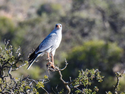 Rietfontein Guest Farm Ladismith Western Cape South Africa Dove, Bird, Animal