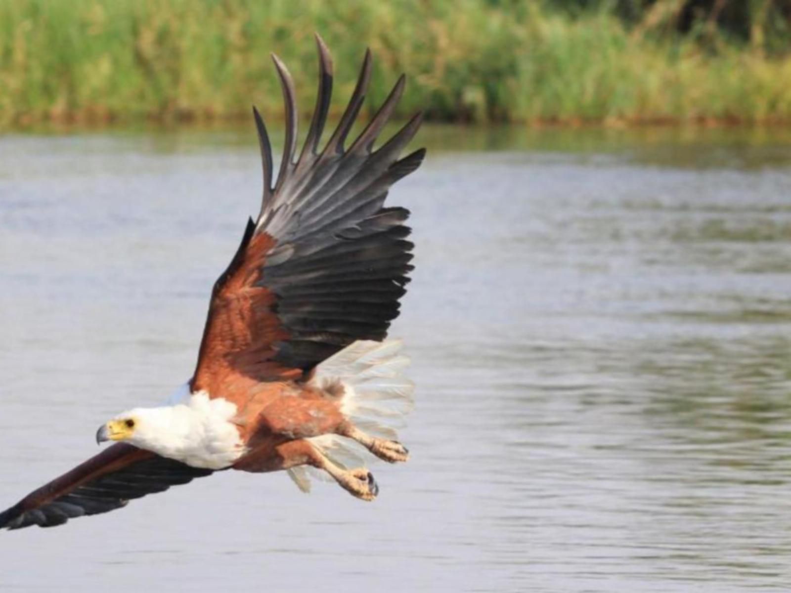 Rijks Wine Estate And Hotel Tulbagh Western Cape South Africa Eagle, Bird, Animal, Predator