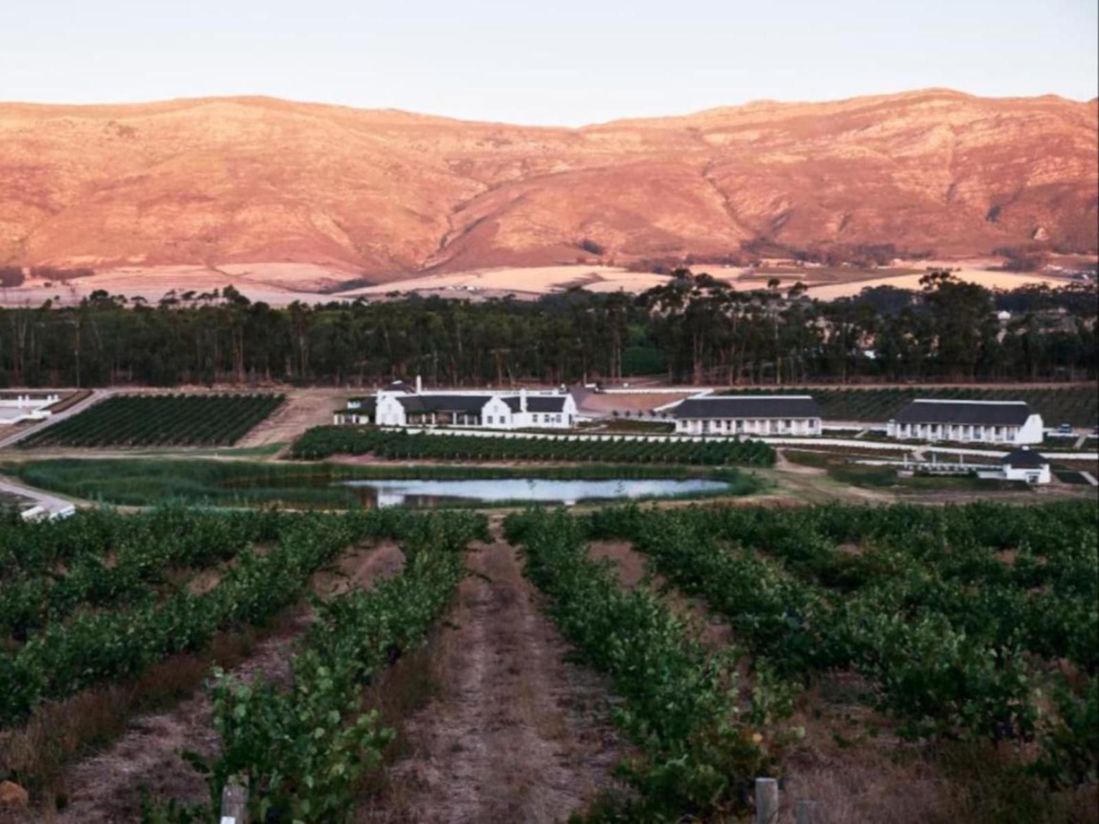 Rijks Wine Estate And Hotel Tulbagh Western Cape South Africa Field, Nature, Agriculture