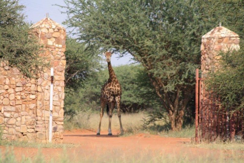 Rinkhalskop Safari Lodge Marble Hall Limpopo Province South Africa Giraffe, Mammal, Animal, Herbivore, Desert, Nature, Sand