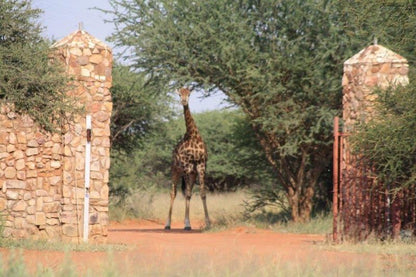 Rinkhalskop Safari Lodge Marble Hall Limpopo Province South Africa Giraffe, Mammal, Animal, Herbivore, Desert, Nature, Sand