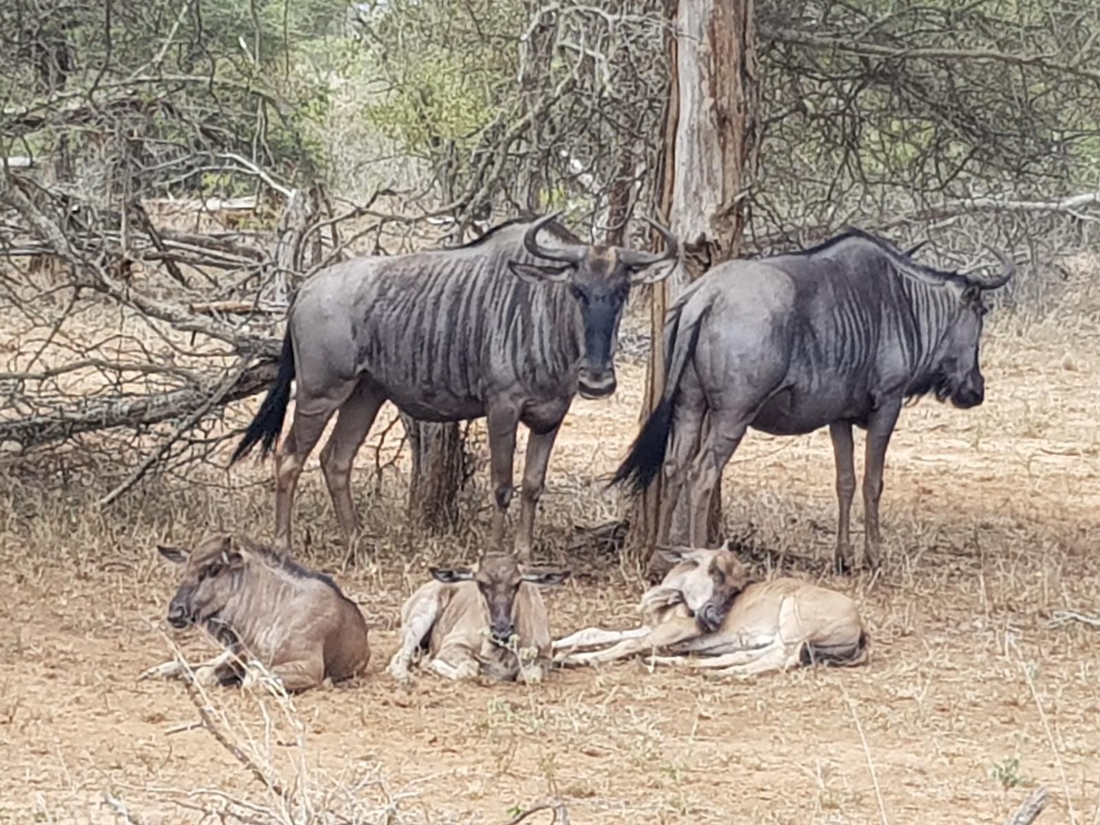 Rio Dos Elefantes River Camp, Gnu, Mammal, Animal, Herbivore