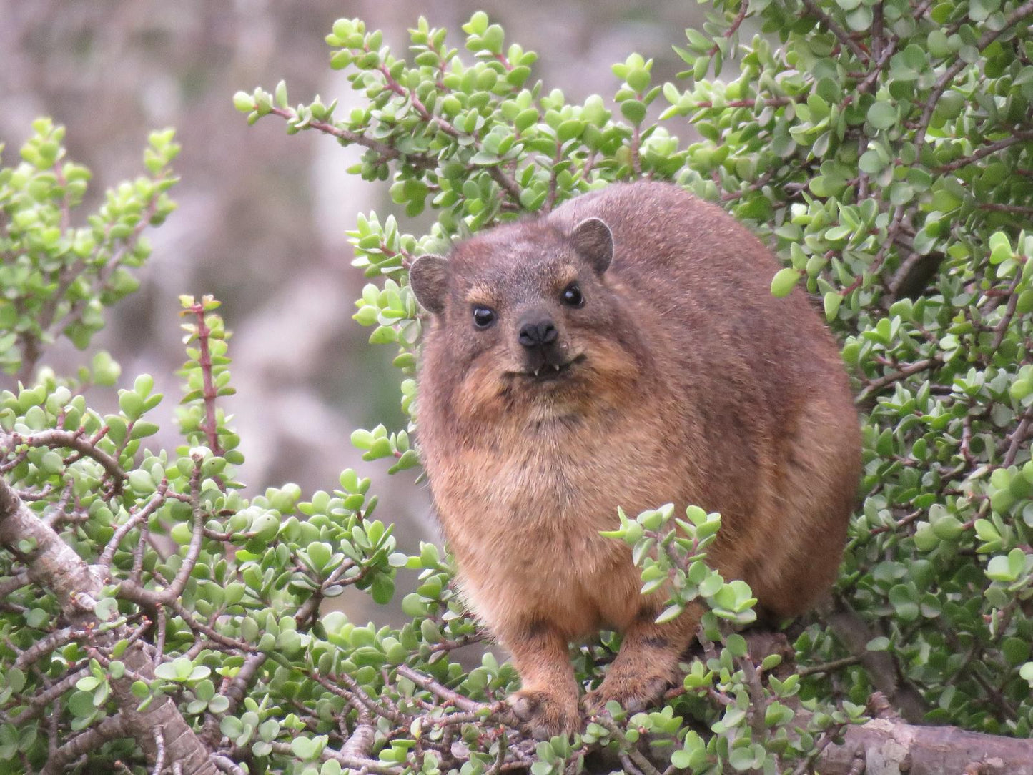 River Front Estate Addo Eastern Cape South Africa Prairie Dog, Mammal, Animal, Rodent