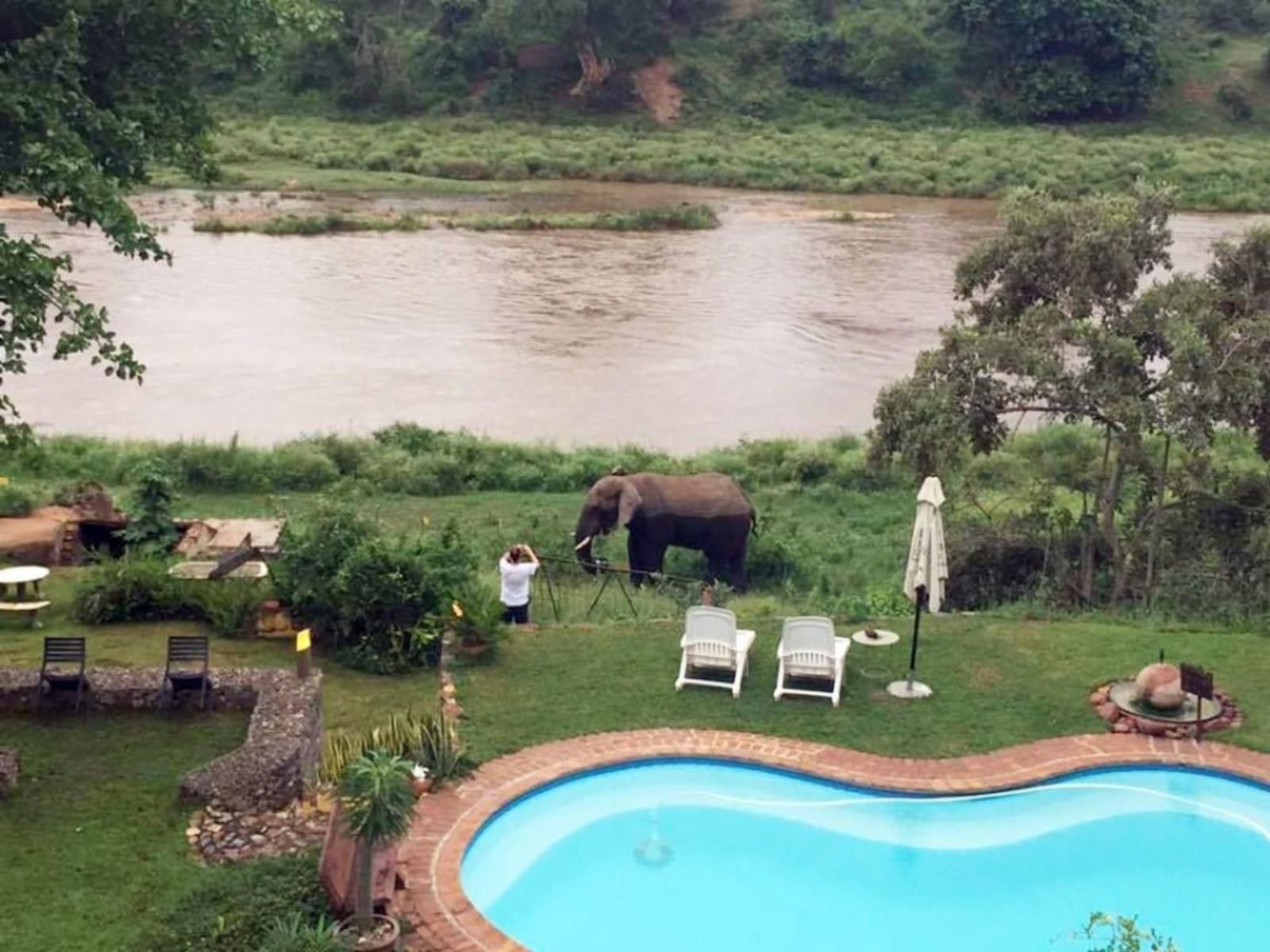 River House Lodge, Elephant, Mammal, Animal, Herbivore, River, Nature, Waters, Water Buffalo, Swimming Pool