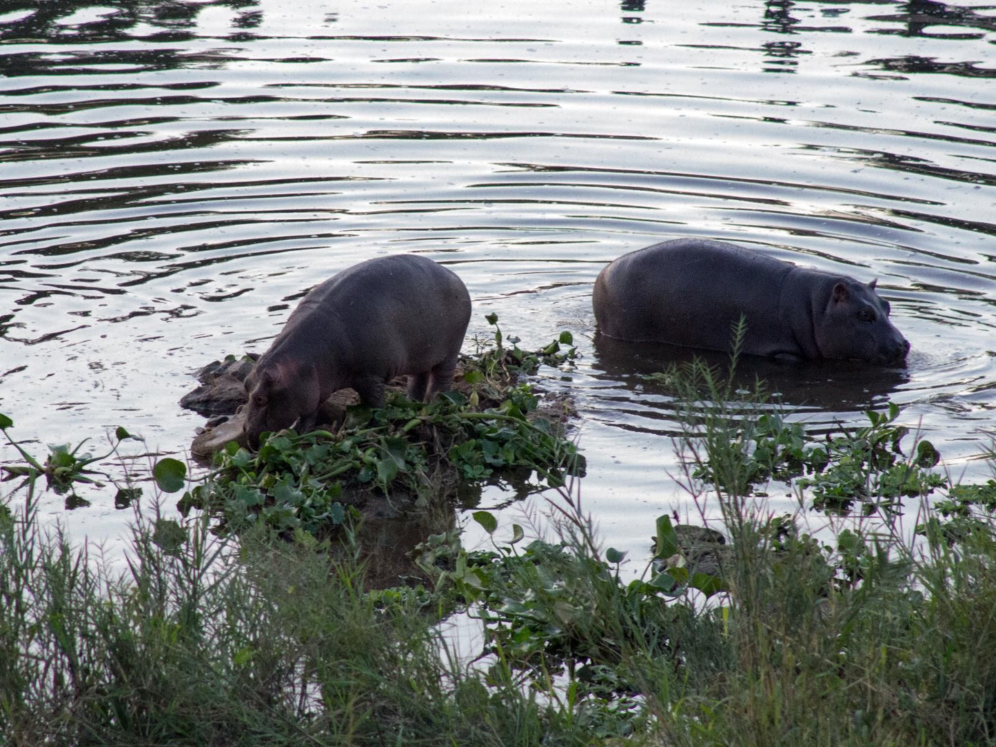 River House Lodge, Animal