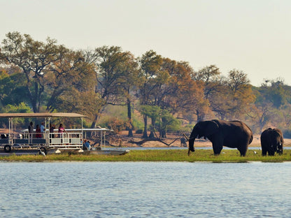 River View Lodge, Animal