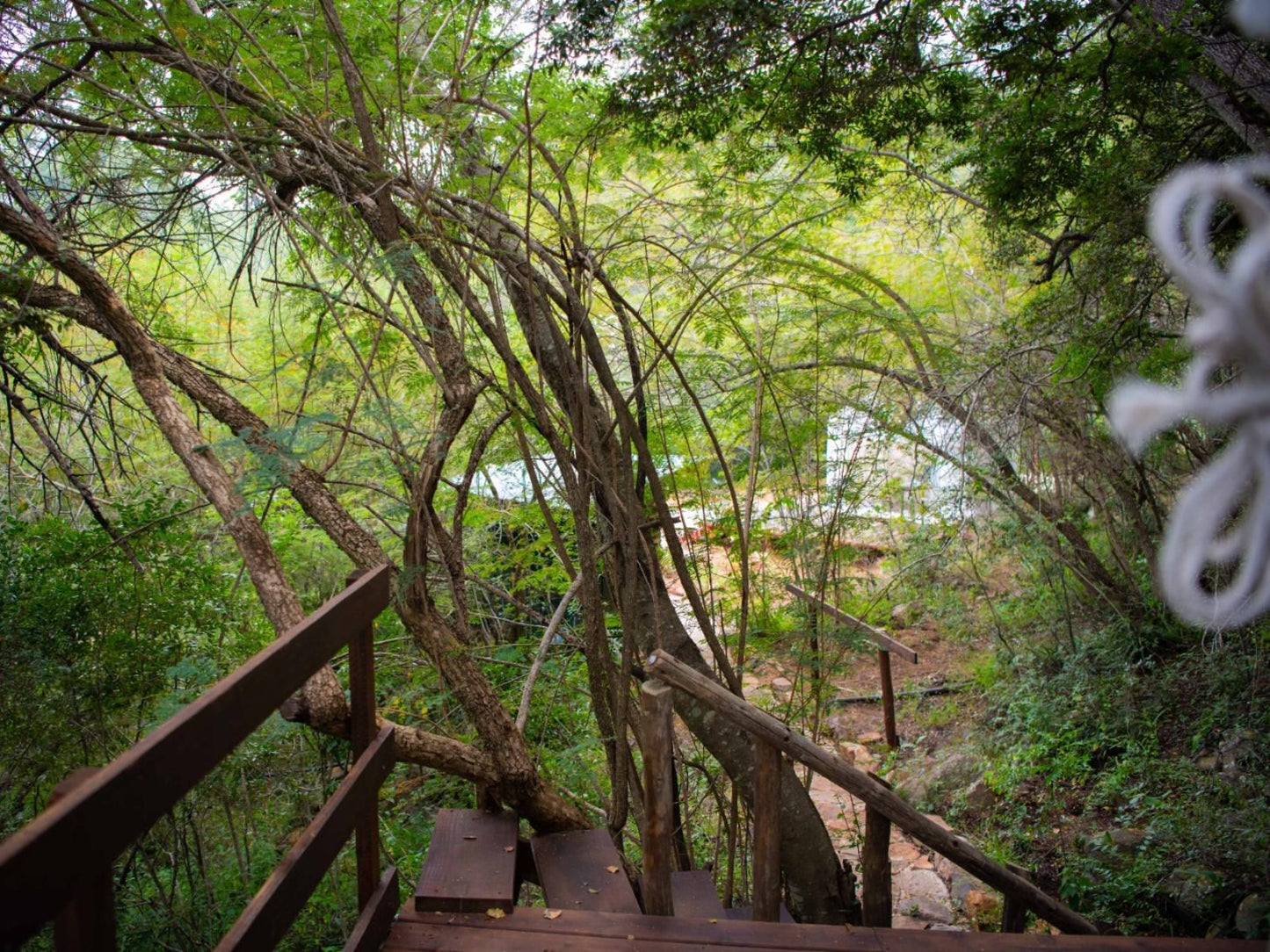 Riverbed Africa Lydenburg Mpumalanga South Africa Bridge, Architecture, Forest, Nature, Plant, Tree, Wood