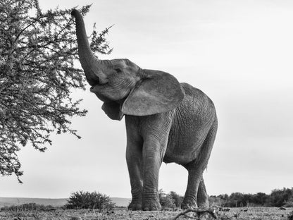 Riverbend Lodge, Colorless, Black and White, Elephant, Mammal, Animal, Herbivore