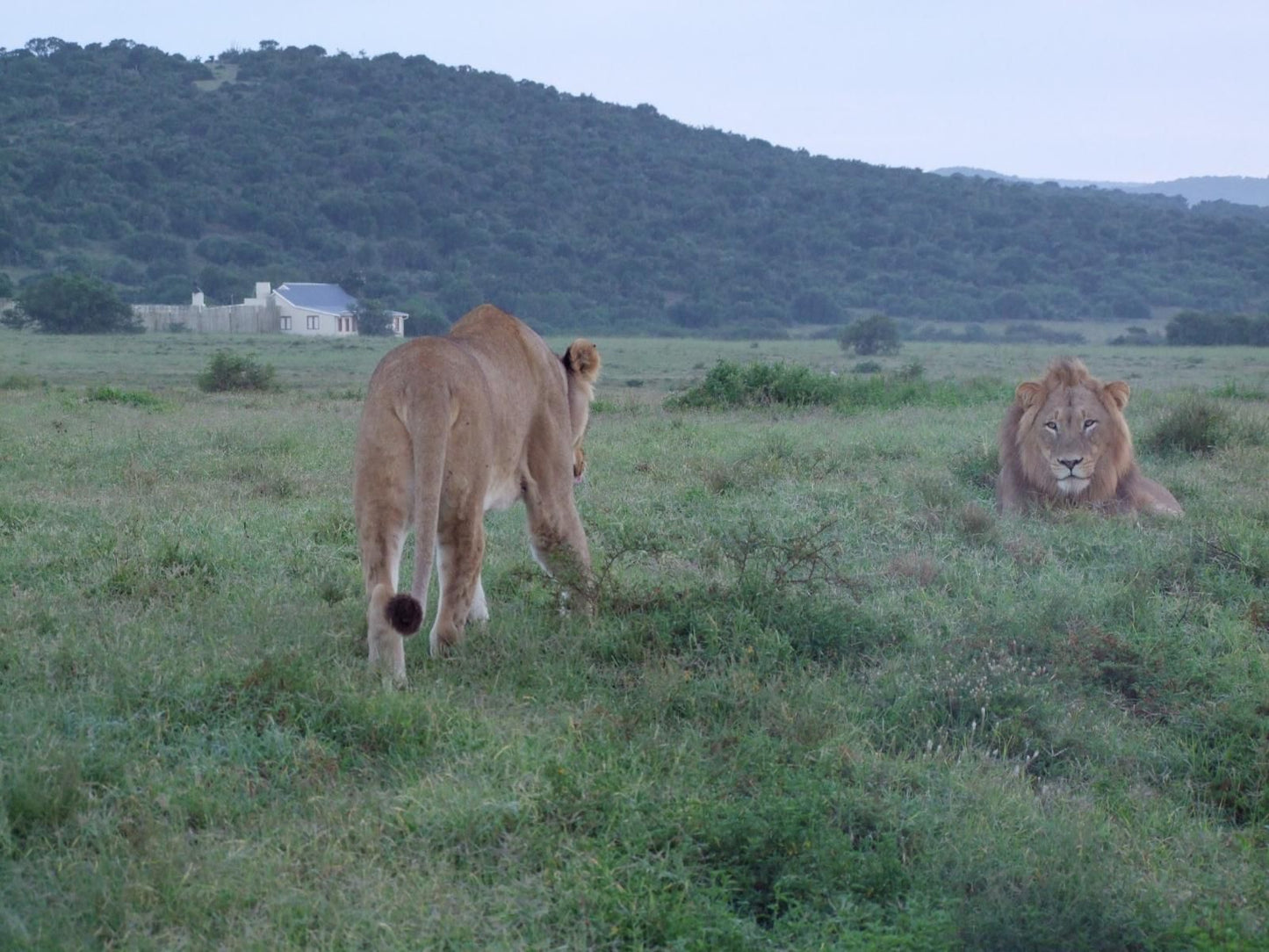 Riverbend Lodge, Lion, Mammal, Animal, Big Cat, Predator