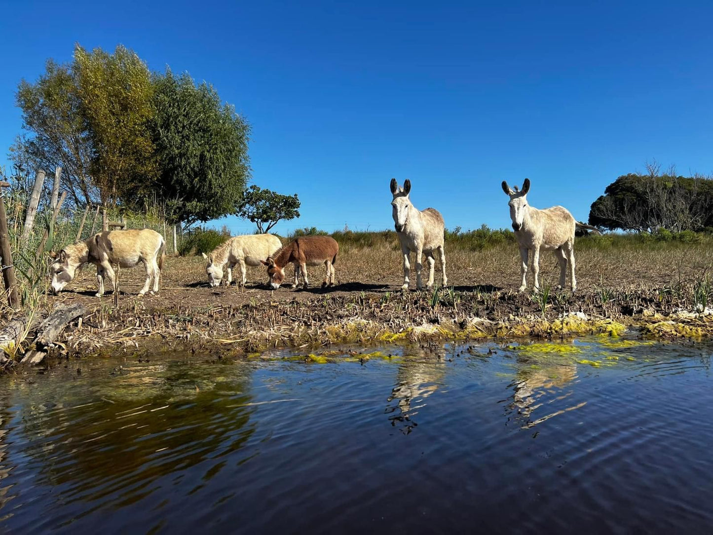 Rivergate Guest Farm