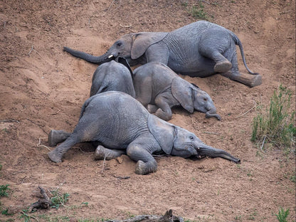 River House Guest Lodge Malelane Mpumalanga South Africa Animal