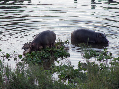 River House Guest Lodge Malelane Mpumalanga South Africa Unsaturated, Animal