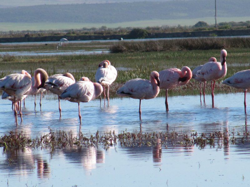 Riverhouse Velddrif Port Owen Velddrif Western Cape South Africa Flamingo, Bird, Animal