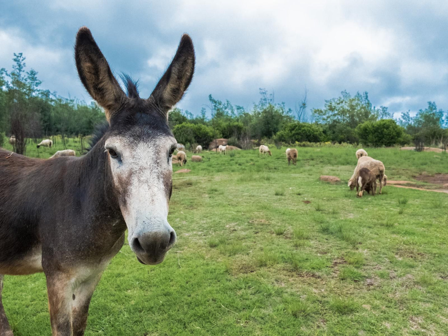 Riverman Cabin Country Lodge, Donkey, Mammal, Animal, Herbivore