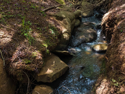 Riverman Cabin Country Lodge, Forest, Nature, Plant, Tree, Wood, River, Waters, Waterfall