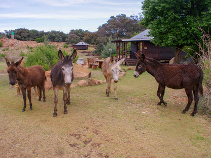 Riverman Cabin Country Lodge, Wiggly Stone Cabin - Family, Donkey, Mammal, Animal, Herbivore