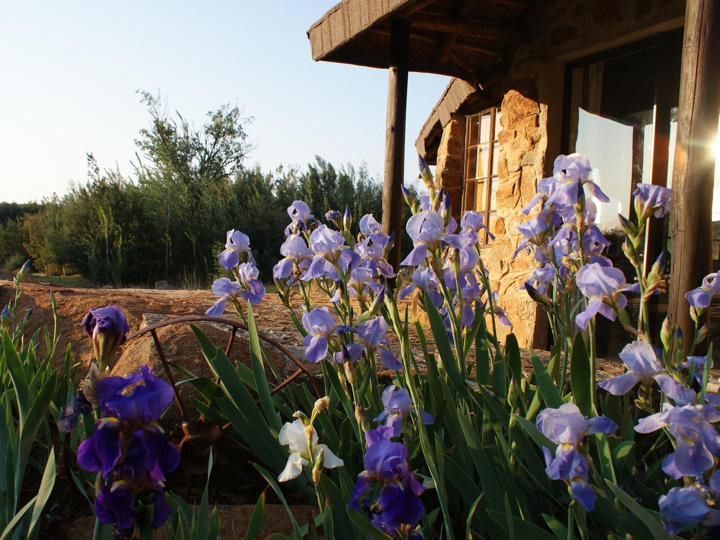 Riverman Cabin Dullstroom Mpumalanga South Africa Flower, Plant, Nature