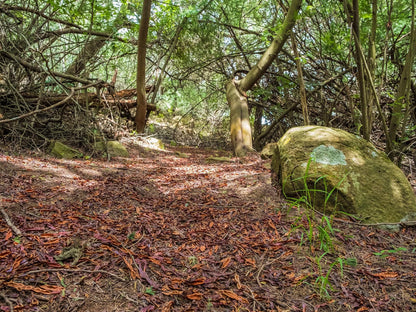 Riverman Cabin Dullstroom Mpumalanga South Africa Forest, Nature, Plant, Tree, Wood