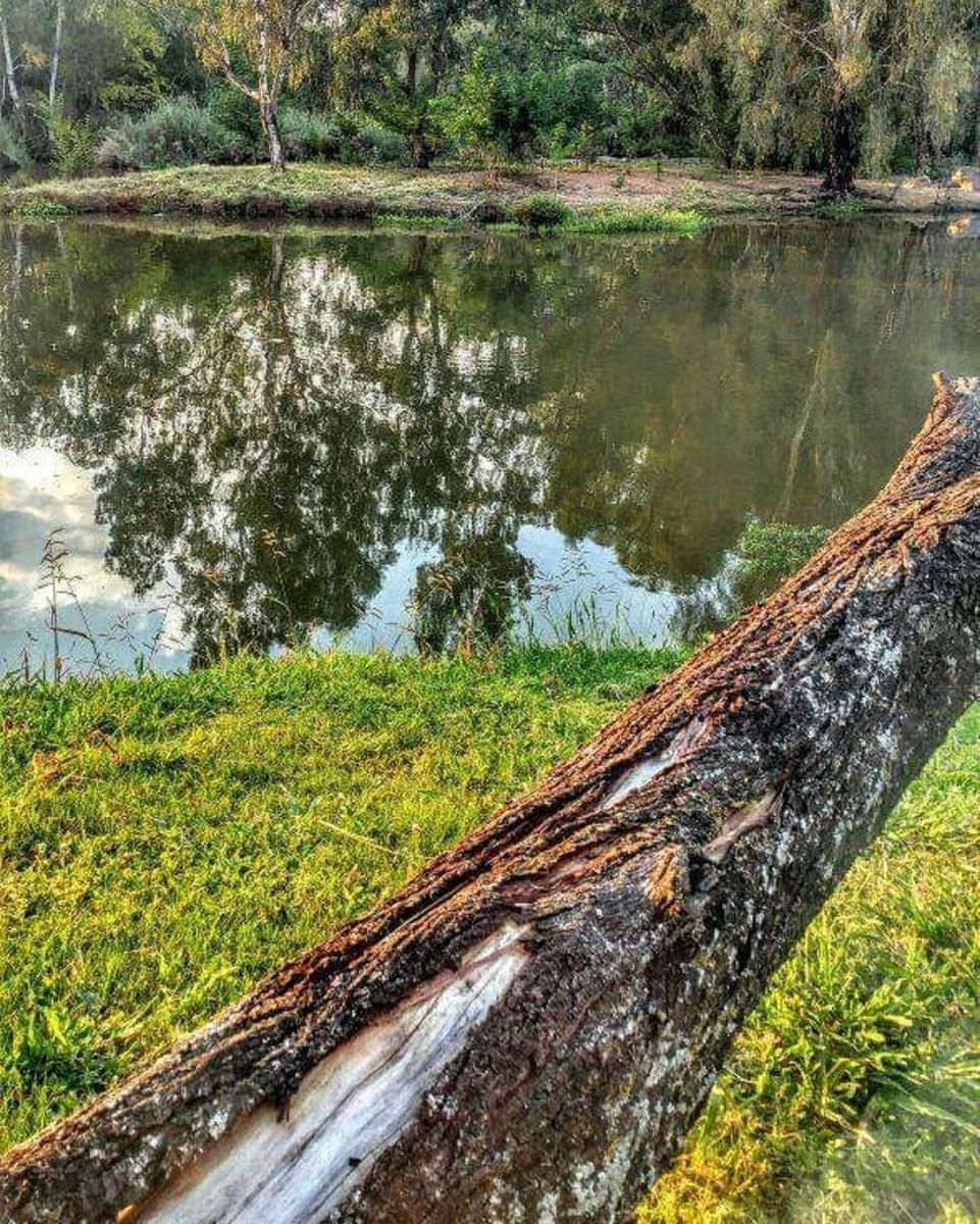 River Rock Lodge Parys Free State South Africa Forest, Nature, Plant, Tree, Wood, River, Waters