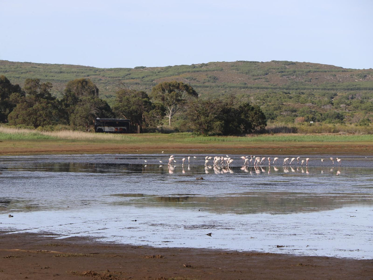 Rivers End Farm Stanford Stanford Western Cape South Africa Bird, Animal, Beach, Nature, Sand