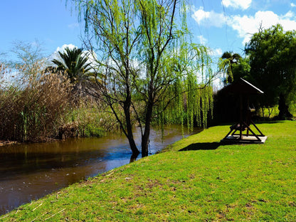 Riverside Guest Lodge, Palm Tree, Plant, Nature, Wood, River, Waters