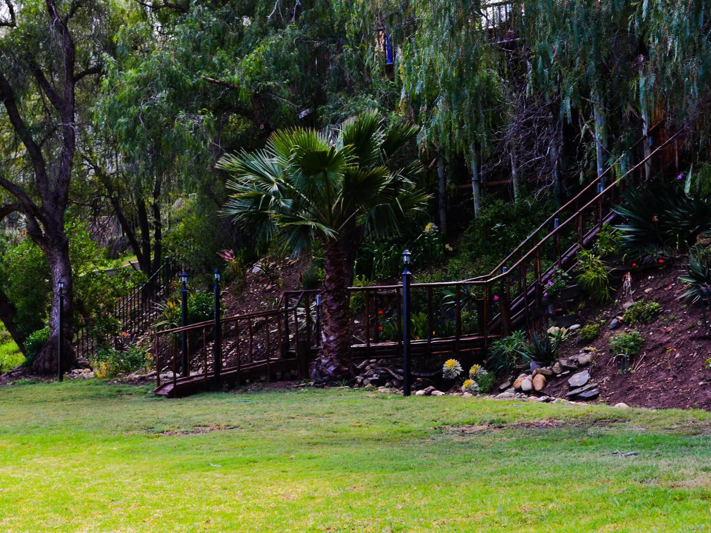 Riverside Guest Lodge, Palm Tree, Plant, Nature, Wood, Garden