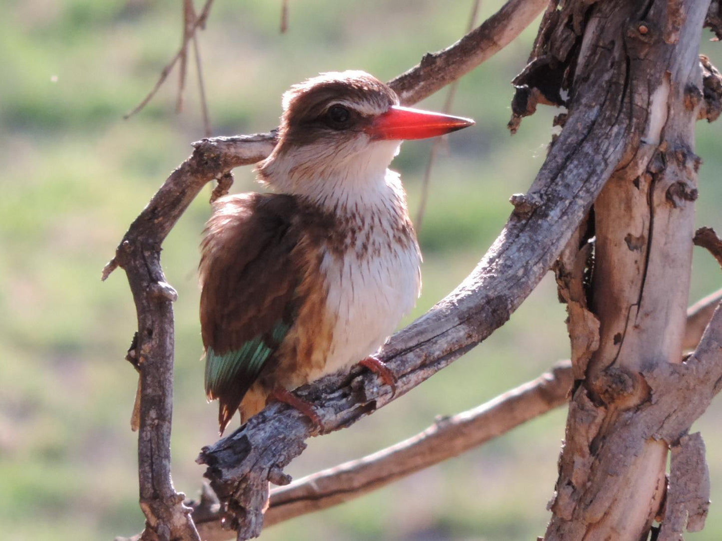 Riverside Guest Lodge, Kingfisher, Bird, Animal