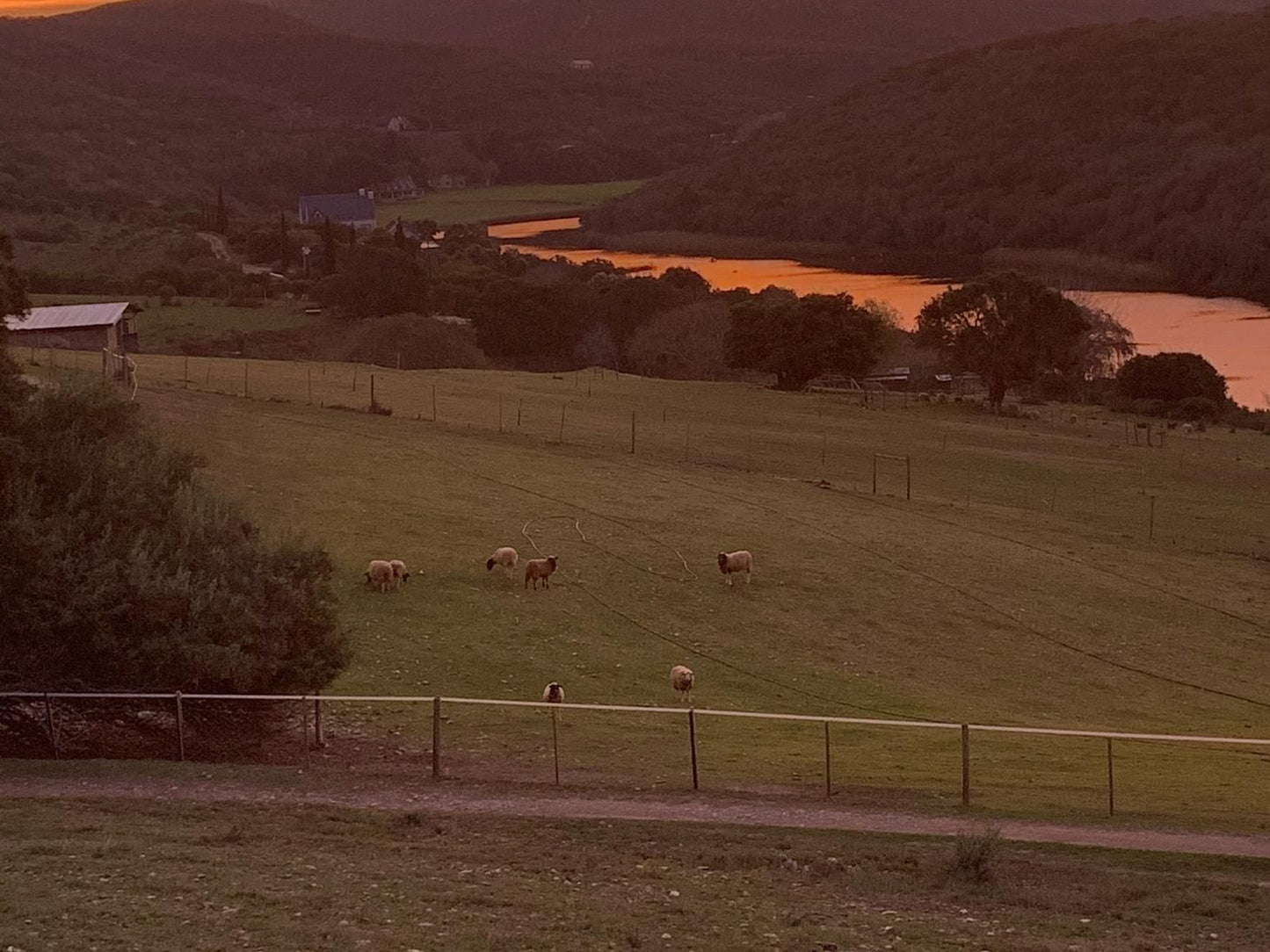 Riversong Farm Still Bay West Stilbaai Western Cape South Africa Cow, Mammal, Animal, Agriculture, Farm Animal, Herbivore, Field, Nature, Highland