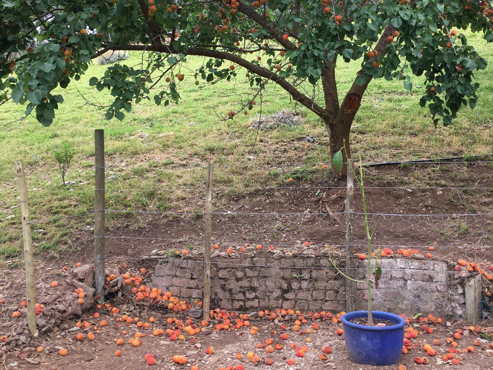 Riversong Farm Still Bay West Stilbaai Western Cape South Africa Tree, Plant, Nature, Wood, Garden