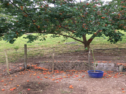 Riversong Farm Still Bay West Stilbaai Western Cape South Africa Plant, Nature, Rose, Flower, Tree, Wood, Garden