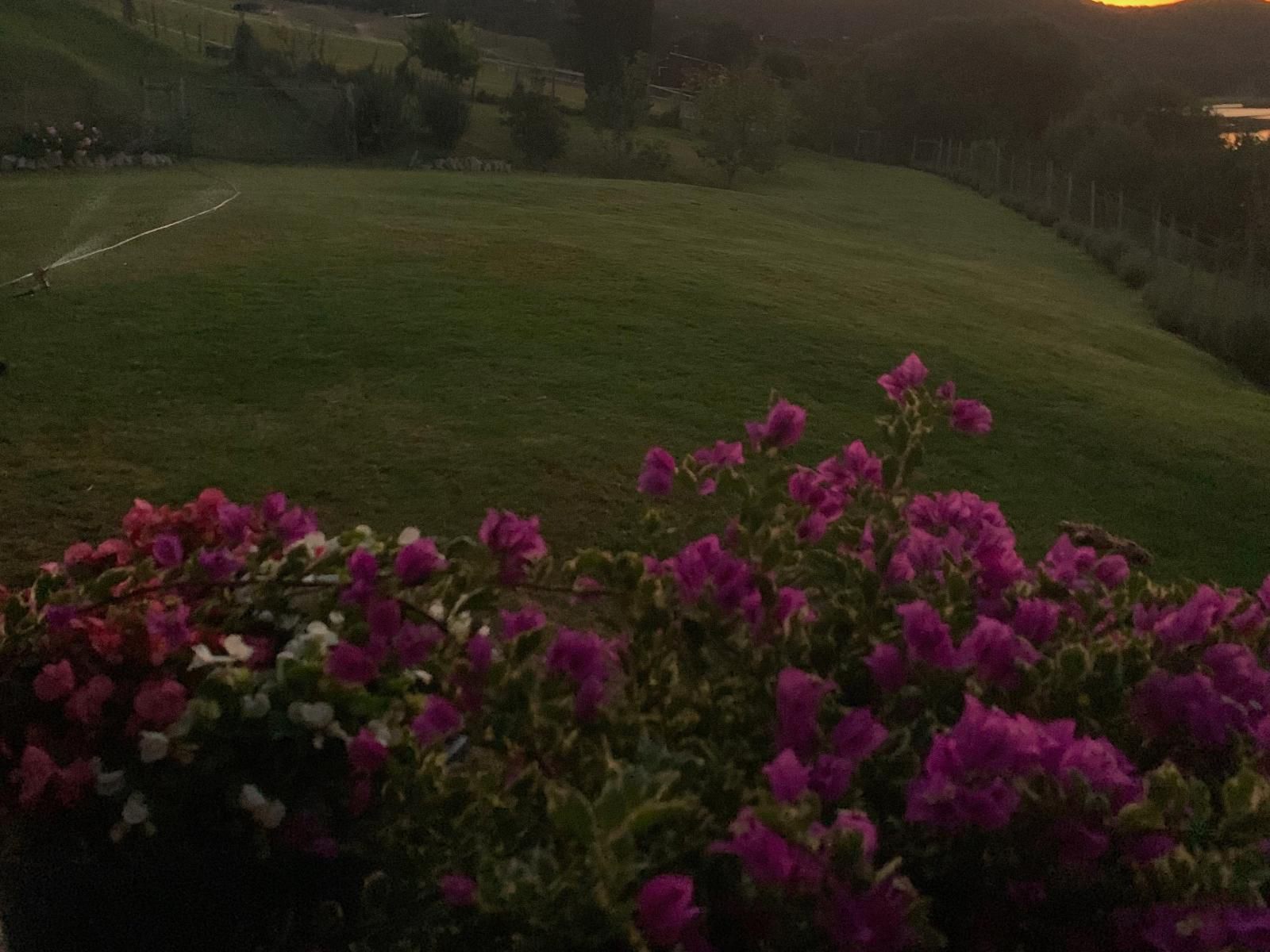 Riversong Farm Still Bay West Stilbaai Western Cape South Africa Meadow, Nature, Plant, Garden