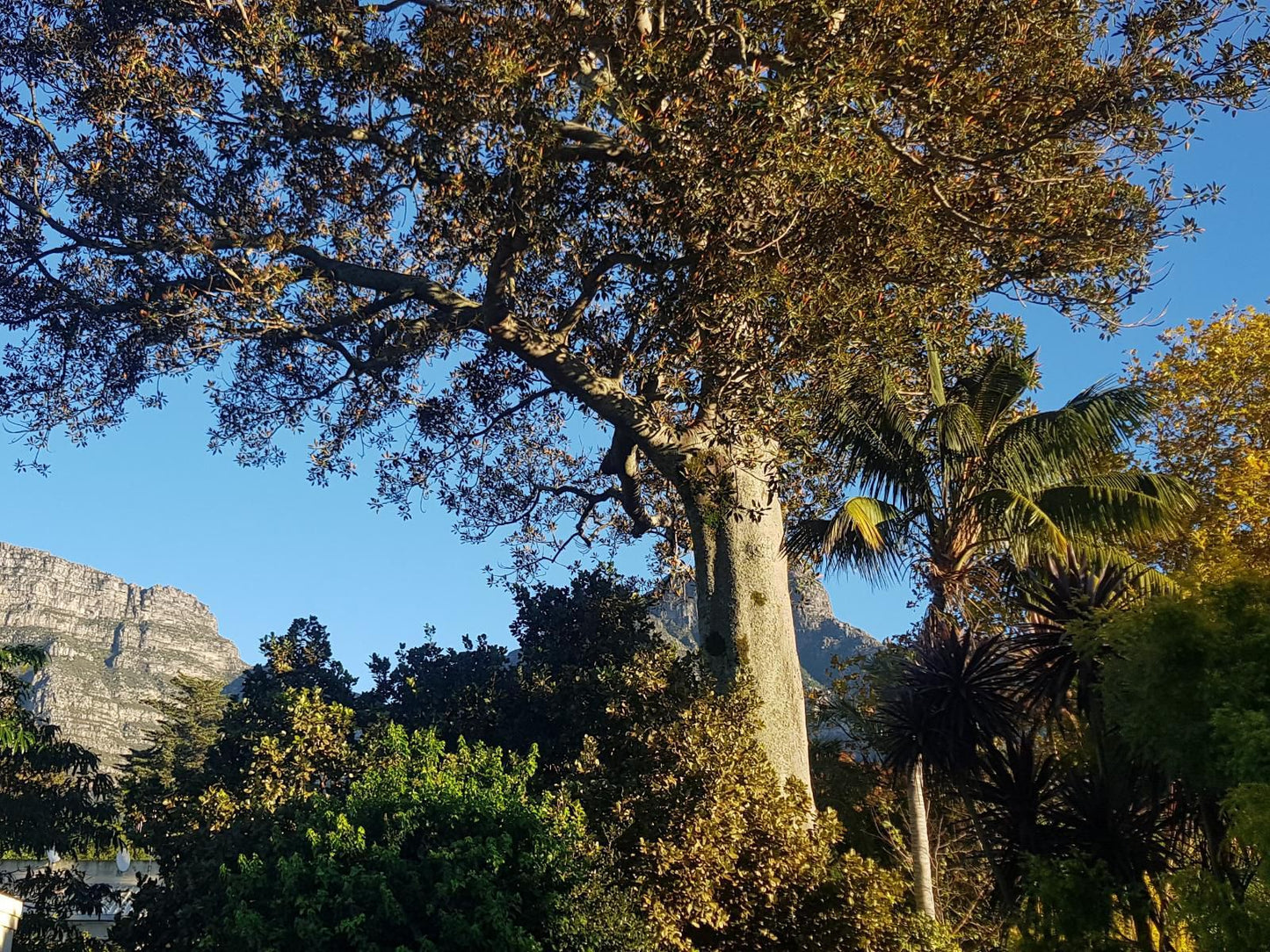 Riversong Guest House Newlands Cape Town Western Cape South Africa Complementary Colors, Palm Tree, Plant, Nature, Wood