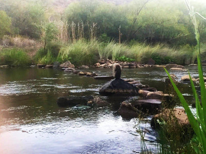 Riverstill Guest Farm Groot Marico North West Province South Africa Duck, Bird, Animal, River, Nature, Waters, Turtle, Reptile