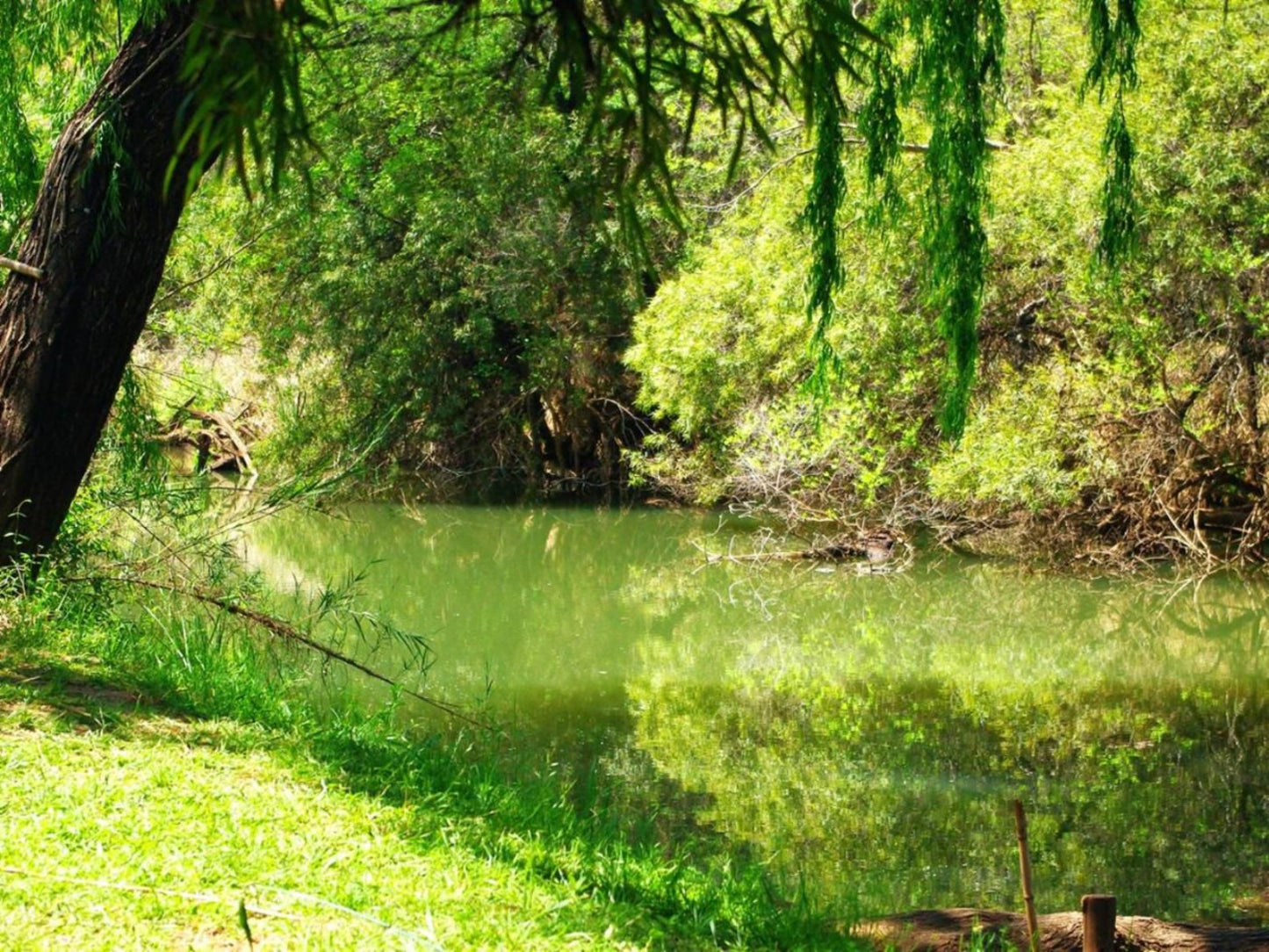 Riverstill Guest Farm Groot Marico North West Province South Africa Colorful, Forest, Nature, Plant, Tree, Wood, River, Waters