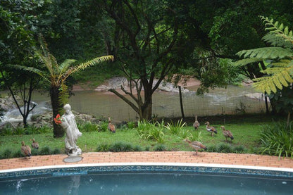 Riverview Self Catering Guesthouse Westville Durban Kwazulu Natal South Africa Garden, Nature, Plant, Swimming Pool