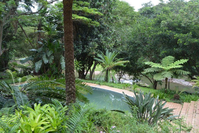 Riverview Self Catering Guesthouse Westville Durban Kwazulu Natal South Africa Palm Tree, Plant, Nature, Wood, Tree, Garden, Swimming Pool