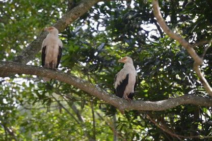 Riverview Self Catering Guesthouse Westville Durban Kwazulu Natal South Africa Vulture, Bird, Animal