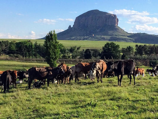 Riverview Country Inn Swinburne Free State South Africa Complementary Colors, Cow, Mammal, Animal, Agriculture, Farm Animal, Herbivore