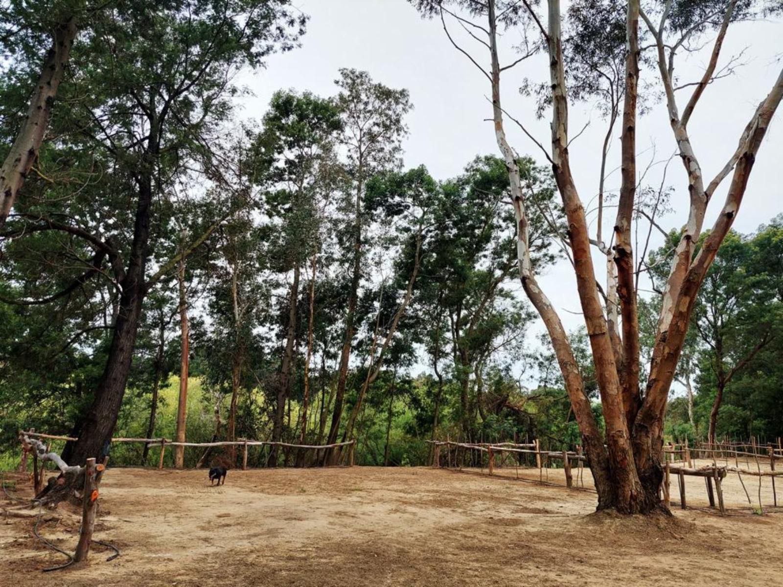 Rivierplaas Campsite, Camp site B1, Forest, Nature, Plant, Tree, Wood