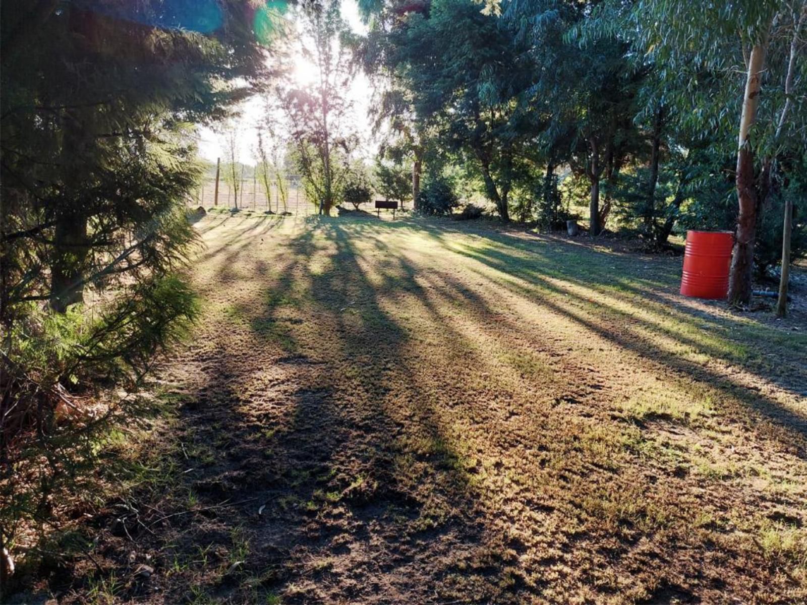 Rivierplaas Campsite, Camp site B2, Tree, Plant, Nature, Wood