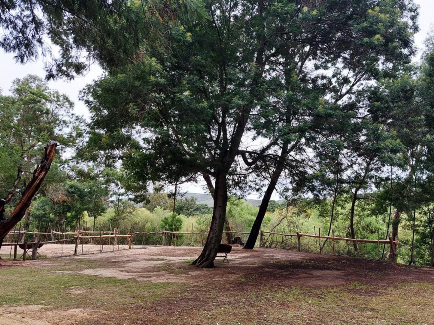 Rivierplaas Campsite, Camp site J7, Forest, Nature, Plant, Tree, Wood